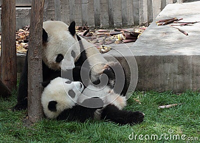 Giant panda with its cub Stock Photo