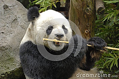 Giant Panda At Lunch Editorial Stock Photo