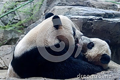 Giant panda newborn baby portrait close up Stock Photo