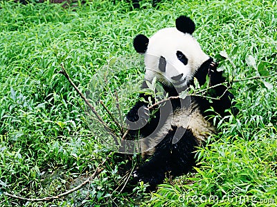 Giant Panda Play Branch Stock Photo