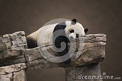 Giant Panda Portrait Stock Photo