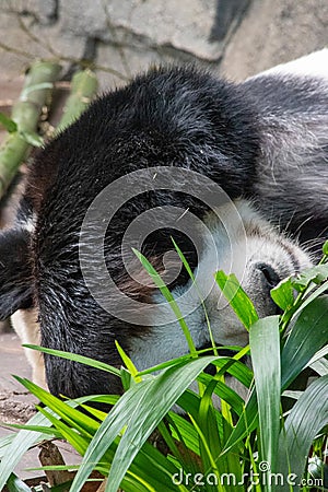 Giant Panda resting Stock Photo