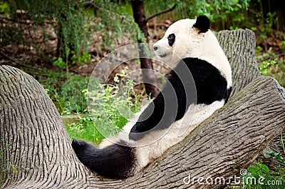 Giant panda resting Stock Photo