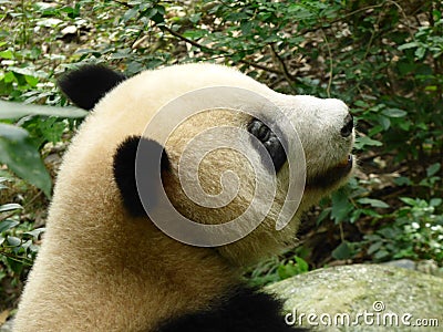 Giant panda resting in the pool, a detail of the head Stock Photo