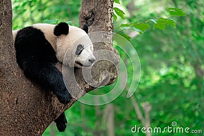 Giant panda resting on a tree Stock Photo