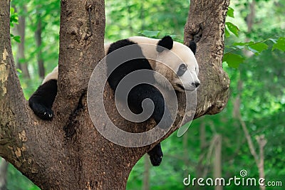 Giant panda resting on a tree Stock Photo