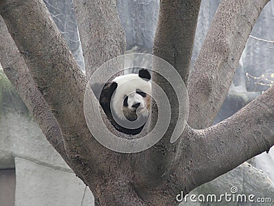 Giant panda resting on tree Stock Photo