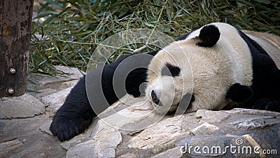 Giant Panda resting at the zoo Stock Photo