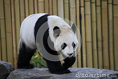 Giant panda Stock Photo