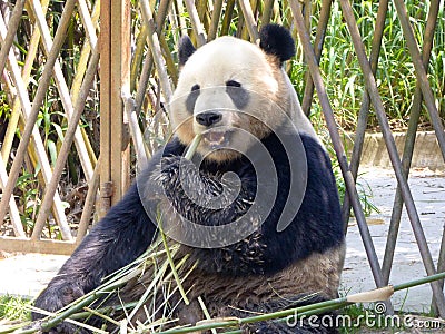 Giant panda at Shanghai wild animal park Stock Photo