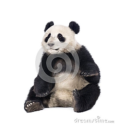 Giant Panda sitting against white background Stock Photo