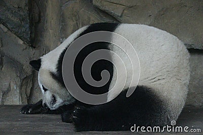 Close up Panda Fluffy`s Butt Stock Photo