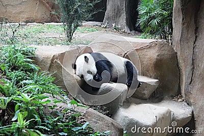 Giant Panda Sleeping Stock Photo