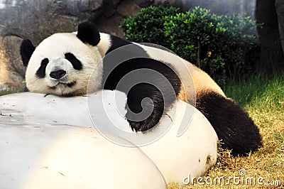 Giant Panda Stock Photo