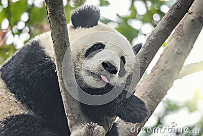 Giant Panda sleeps on the tree. Stock Photo