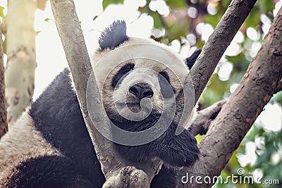 Giant Panda sleeps on the tree. Stock Photo