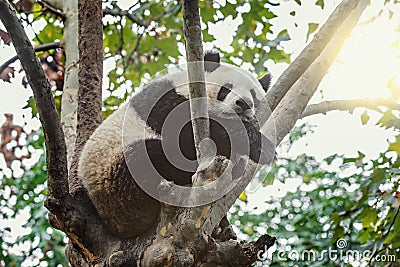 Giant Panda sleeps on the tree. Stock Photo