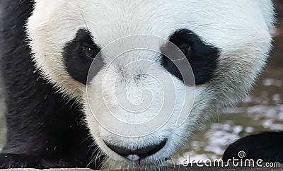 Giant panda taking a drink from a pond Stock Photo