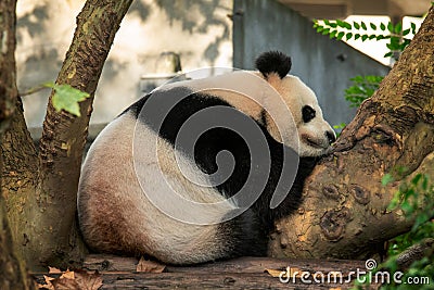 Giant panda (Xiongmao) sleeping, Chengdu Stock Photo