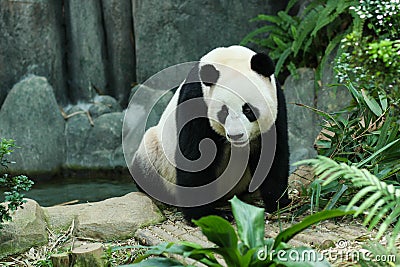 Giant Panda Stock Photo