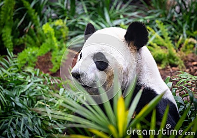 Giant Panda in zoo environment Stock Photo