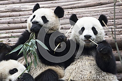 Giant Pandas eating bamboo in Chengdu Panda Breeding Research Base Xiongmao Jidi China Stock Photo