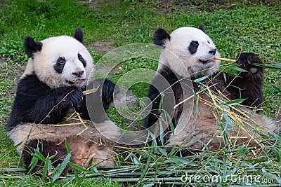 Giant pandas, bear pandas Stock Photo