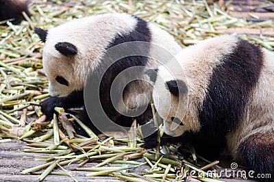Giant pandas eating bamboo by Chendu Stock Photo
