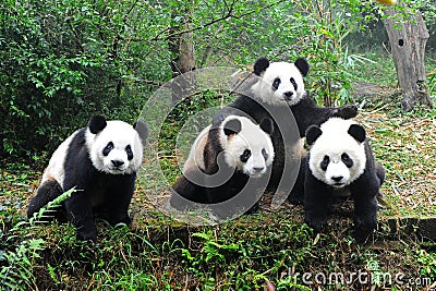 Giant pandas posing for camera Stock Photo