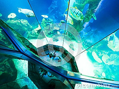 VIENNA, AUSTRIA - SEPTEMBER 8, 2017. Giant panoramic marine fishtank at Haus des Meeres zoo in Vienna, Austria Editorial Stock Photo