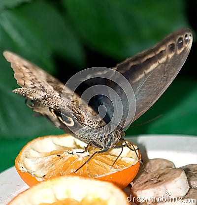 Giant Peacock Moth Stock Photo