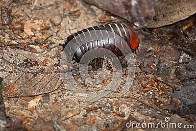Giant Pill Bug of Borneo Stock Photo