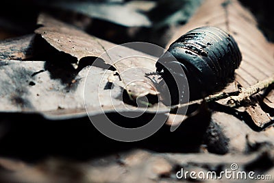 Giant Pill Millipede alias Sphaerotheriida a hard shell bug walks across the forest floor Stock Photo