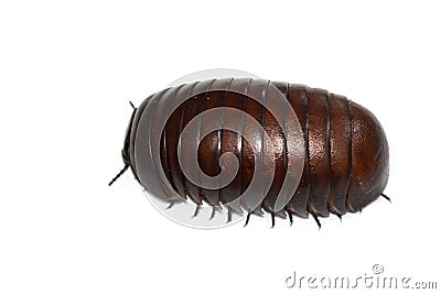 Giant pill millipede Madagascar Stock Photo