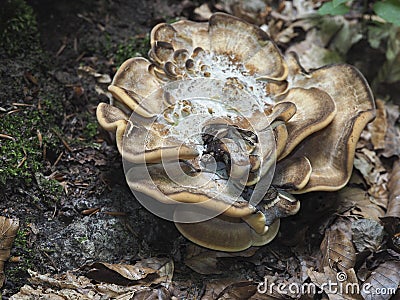 The Giant Polypore Meripilus giganteus is an edible mushroom Stock Photo