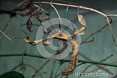 Giant prickly stick insect (Extatosoma tiaratum). Stock Photo