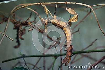 Giant prickly stick insect (Extatosoma tiaratum). Stock Photo