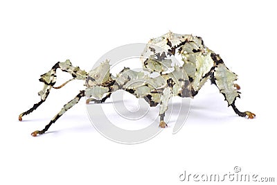 Giant prickly stick insect, Extatosoma tiaratum Stock Photo