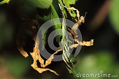 Giant prickly stick insect Stock Photo