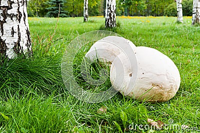 Giant puffball mushroom in park Stock Photo