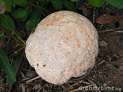 Giant puffball mushroom Stock Photo