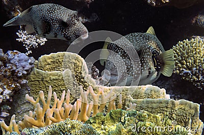 Giant pufferfish and Actiniaria Stock Photo