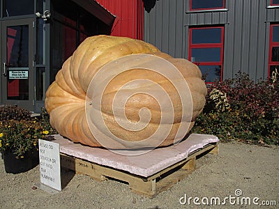 Giant Pumpkin Stock Photo