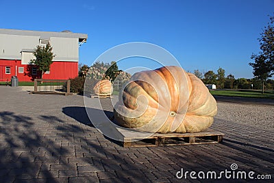 Giant Pumpkins on a Farm Stock Photo