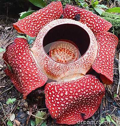 GIANT RAFFLESIA ARNOLDII FLOWER STINGKING CORPSE LILY INDONESIA ASIA SUMATRA BORNEO Stock Photo