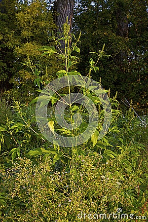 Giant Ragweed 804531 Stock Photo