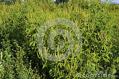 Giant Ragweed 803490 Stock Photo