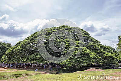 Giant Rain Tree in Kanchanaburi, Thailand Stock Photo