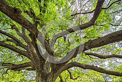 Giant Rain Tree in Kanchanaburi, Thailand Stock Photo