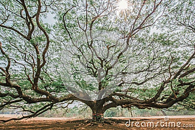 Giant rain tree in karnchanaburi,Thailand Stock Photo